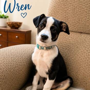 Shepherd Dogs Available for Adoption in Lee