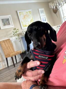 Penny8 -  Dachshund Dog for Adoption in West Columbia, South Carolina - Penny8 | PetCurious