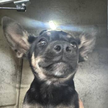 Shepherd and Mixed Breed Dogs Available for Adoption - Skyler | PetCurious