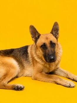 JUDE -  Mixed Breed Dog for Adoption in Jacksonville, Florida - JUDE | PetCurious