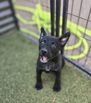 Cattle Dog and Australian Kelpie Dogs Available for Adoption in Apache Junction, Arizona - Priscilla | PetCurious