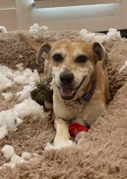 Henry -  Catahoula Leopard Dog Dog for Adoption in Mooresville, North Carolina - Henry | PetCurious