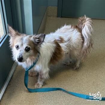 Trigger -  Shetland Sheepdog Sheltie Dog for Adoption in Washington, District Of Columbia - Trigger | PetCurious