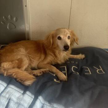 Dachshund and Mixed Breed Dogs Available for Adoption in North Charleston, South Carolina - Thelma | PetCurious