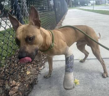 Garrett -  Black Mouth Cur Dog for Adoption in Sanford, Florida - Garrett | PetCurious