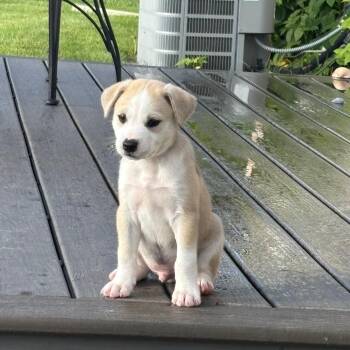 Garrett D69899 -  Terrier and Siberian Husky Dog for Adoption in Minnetonka, Minnesota - Garrett D69899 | PetCurious