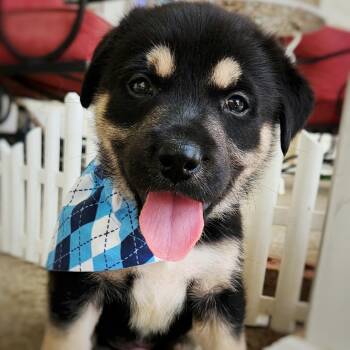 Argyle -  Mixed Breed Dog for Adoption in Raleigh, North Carolina - Argyle | PetCurious