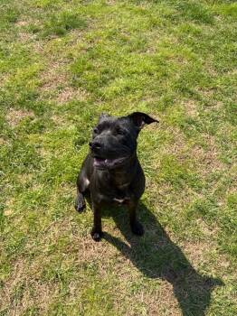 Pit Bull Terrier Dogs Available for Adoption in Gallatin, Tennessee - Nessa | PetCurious