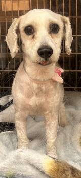 Pen 223 Razui -  Shih Tzu and Poodle Dog for Adoption in Lawrenceville, Georgia - Pen 223 Razui | PetCurious