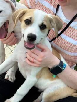 Corolla (ID 52702) -  Hound Dog for Adoption in Manassas, Virginia - Corolla (ID 52702) | PetCurious