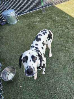 Daffodil -  Dalmatian and Mixed Breed Dog for Adoption in Lafayette, Indiana - Daffodil | PetCurious