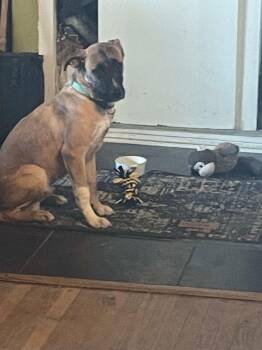 Rescue Belgian Shepherd Malinois Dogs for Adoption in Rancho Cucamonga, California - Maverick | PetCurious