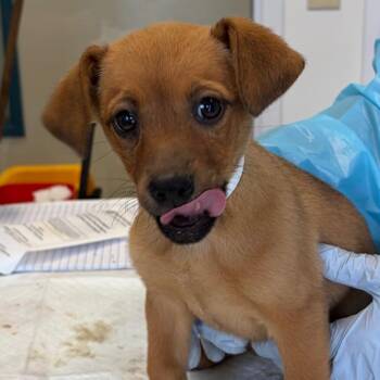 Terrier and Cattle Dog Dogs Available for Adoption in Nashville, Tennessee - Beans | PetCurious