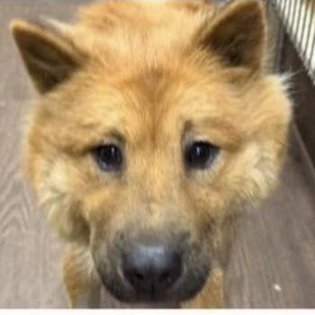 Cali -  Chow Chow Dog for Adoption in Larkfield-wikiup, California - Cali | PetCurious
