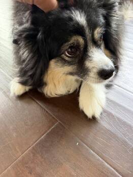 Rosie -  Australian Shepherd Dog for Adoption in Dallas, Texas - Rosie | PetCurious