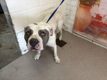 Pit Bull Terrier Dogs Available for Adoption in San Bernardino, California - DEZEL | PetCurious