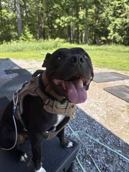 Chance -  Pit Bull Terrier Dog for Adoption in New Boston, New Hampshire - Chance | PetCurious