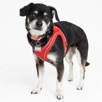 Chihuahua Dogs Available for Adoption in San Francisco, California - Cyndi Lauper 13999 | PetCurious