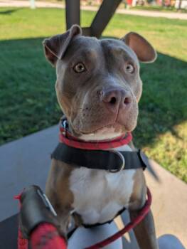 Holly -  American Bully Dog for Adoption in Seward, Nebraska - Holly | PetCurious