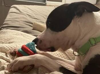 Lamar -  Pit Bull Terrier and Mixed Breed Dog for Adoption in Atlanta, Georgia - Lamar | PetCurious