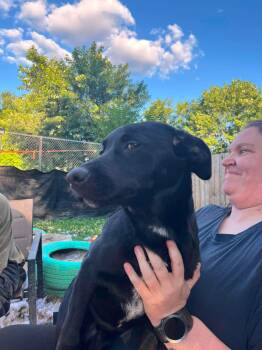 Ruger -  Black Labrador Retriever and Australian Cattle Dog Blue Heeler Dog for Adoption in Indianapolis, Indiana - Ruger | PetCurious