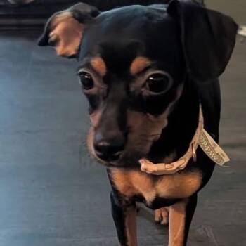 Portia -  Chihuahua and None Dog for Adoption in Pittsburg, Kansas - Portia | PetCurious