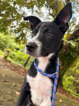 Mimi -  Mixed Breed Dog for Adoption in New York, New York - Mimi | PetCurious