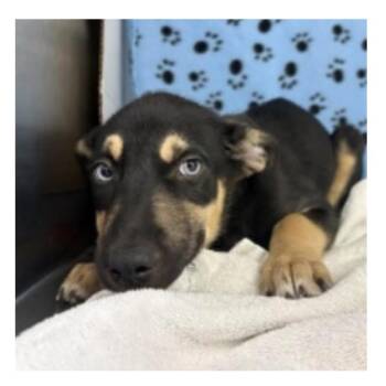 Helen -  Husky and Shepherd Dog for Adoption in Clearwater, Florida - Helen | PetCurious