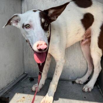 Guy Gardner -  Shepherd Dog for Adoption in Edinburg, Texas - Guy Gardner | PetCurious