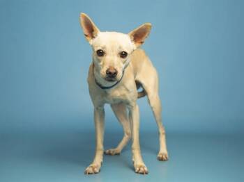 Chihuahua and Whippet Dogs Available for Adoption - PAISLEY | PetCurious