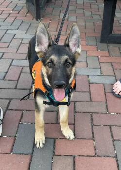 German Shepherd Dog Dogs Available for Adoption in Pittsboro, North Carolina - Layla | PetCurious