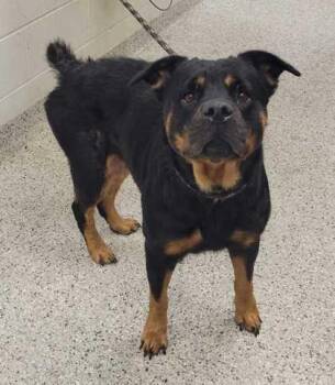 Octavia -  Rottweiler and Mixed Breed Dog for Adoption in Kansas City, Missouri - Octavia | PetCurious