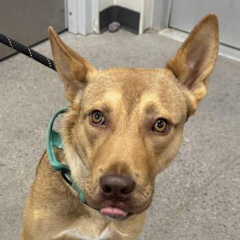 Sirius Black -  Mixed Breed Dog for Adoption in Las Cruces, New Mexico - Sirius Black | PetCurious