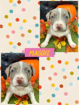 Rescue Pit Bull Terrier Dogs for Adoption in Ringwood, New Jersey - Maggie | PetCurious