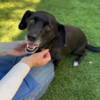 Buddy A5540988 -  Chihuahua and Dachshund Dog for Adoption in Los Angeles, California - Buddy A5540988 | PetCurious