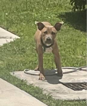 SANCHO -  Mixed Breed Dog for Adoption in West Palm Beach, Florida - SANCHO | PetCurious