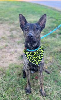Rescue Dutch Shepherd Dogs for Adoption in Effingham, Illinois - Finnick | PetCurious