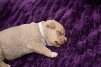 Rescue Labrador Retriever and Mixed Breed Dogs for Adoption in Chapel Hill, North Carolina - Poppy | PetCurious