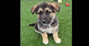 Great Pyrenees and German Shepherd Dog Dogs Available for Adoption - Betty