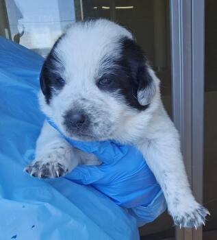 Great Pyrenees Dogs Available for Adoption in Kennewick, Washington - Squall | PetCurious