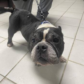 Ethel -  Mixed Breed Dog for Adoption in Savannah, Georgia - Ethel | PetCurious