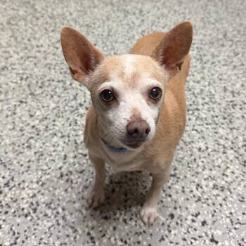 Felix -  Chihuahua Dog for Adoption in Lakeland, Florida - Felix | PetCurious