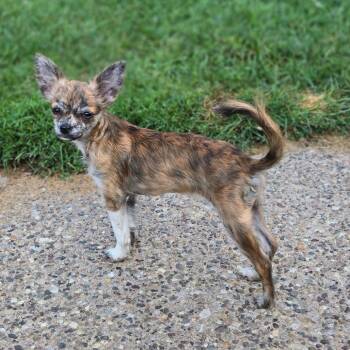 Heidi -  Chihuahua Dog for Adoption in Rochester, Minnesota - Heidi | PetCurious