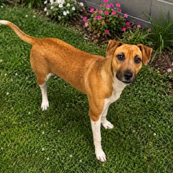 Sammy "The Squealer" -  Mixed Breed Dog for Adoption in Blairsville, Georgia - Sammy "The Squealer" | PetCurious