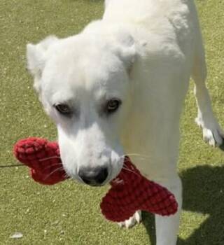 Labrador Retriever and Great Pyrenees Dogs Available for Adoption in Boerne, Texas - Cocoa | PetCurious