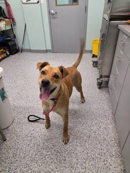 Terrier Dogs Available for Adoption in Athens, Tennessee - Chester | PetCurious