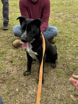 Rescue Australian Cattle Dog Blue Heeler Dogs for Adoption in Troy, Alabama - Kash | PetCurious