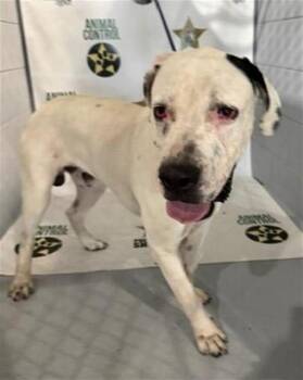 MAXIMUS -  Great Dane and Mixed Breed Dog for Adoption in Winter Haven, Florida - MAXIMUS | PetCurious