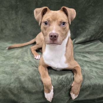 Artie -  Mixed Breed Dog for Adoption in Frankfort, Indiana - Artie | PetCurious