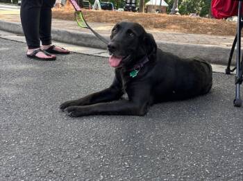 ELEANOR -  Labrador Retriever Dog for Adoption in Alpharetta, Georgia - ELEANOR | PetCurious